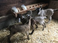 First goat kids of 2019